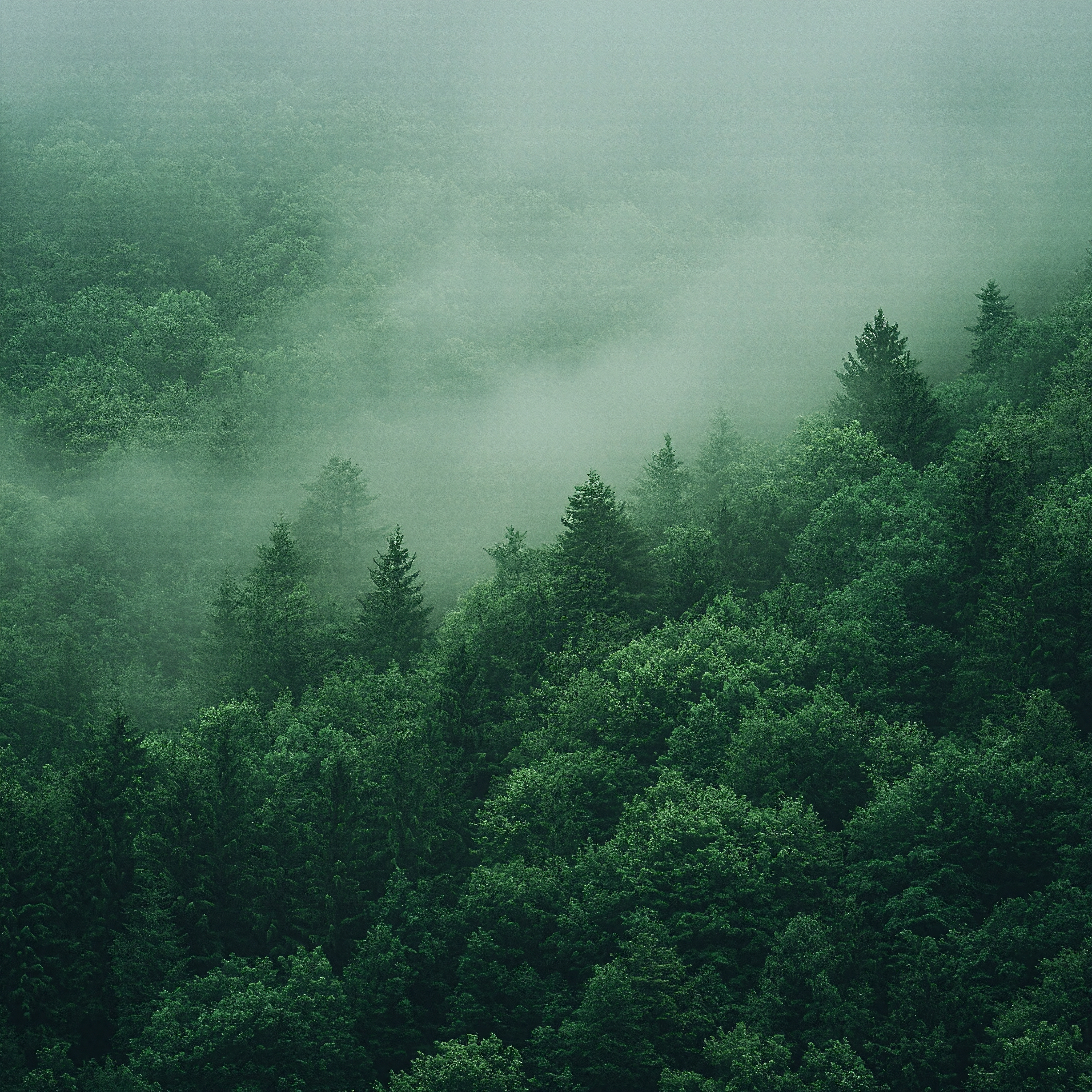 Environment